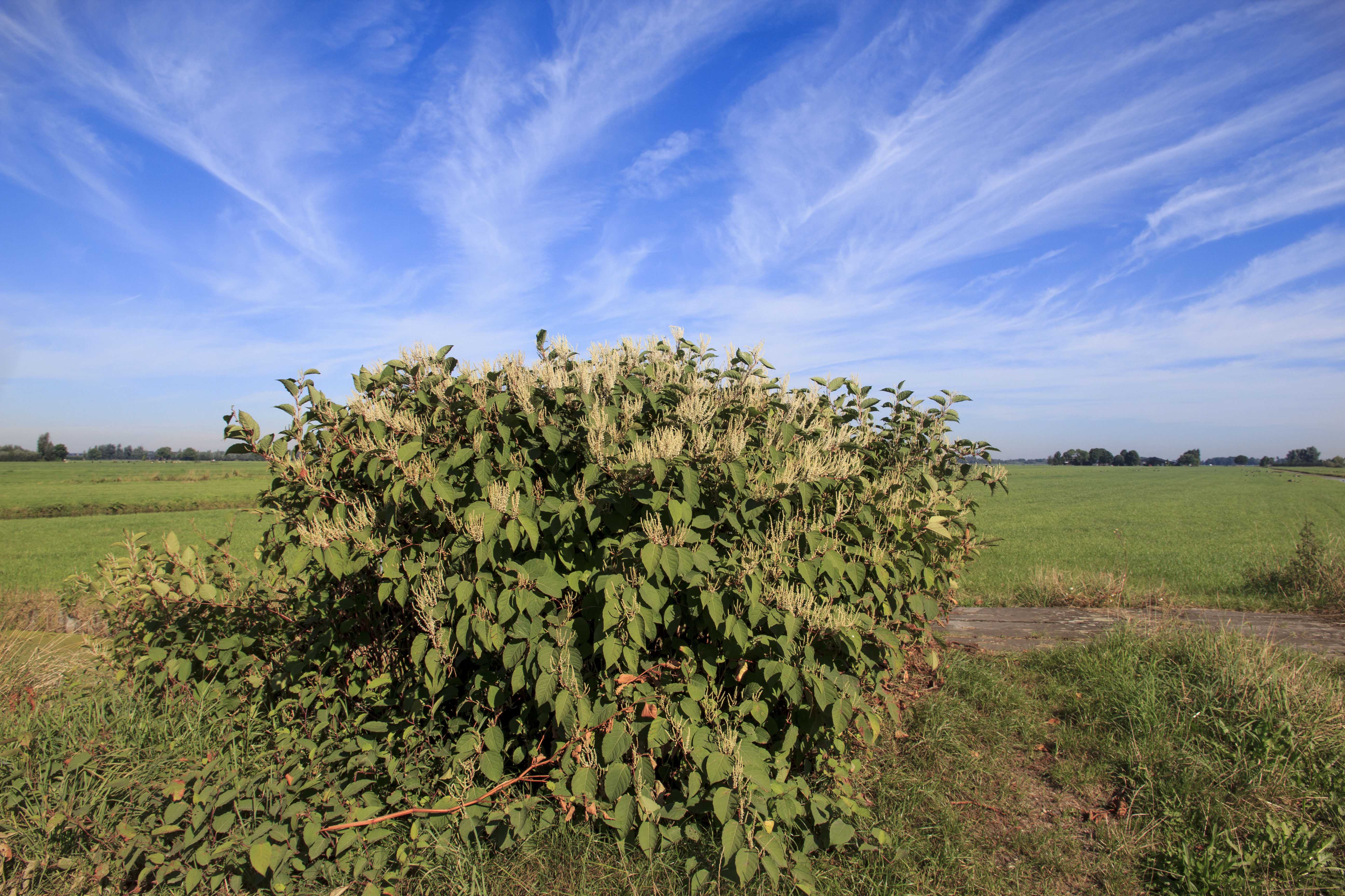 Ik wil graag de naam van deze plant weten